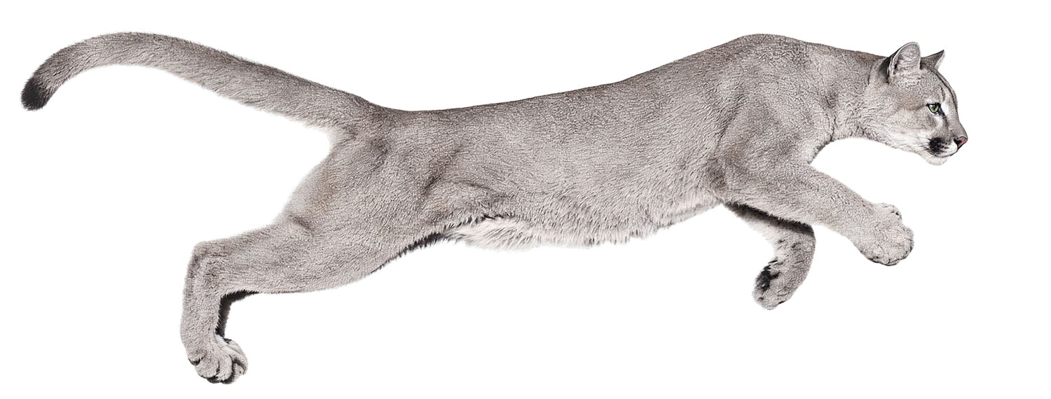Puma em salto sobre fundo branco